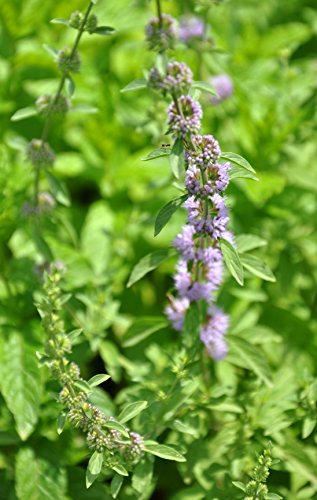 Tulsi wides Basilikum Ocimum canum 50 Samen von Dixis Samen