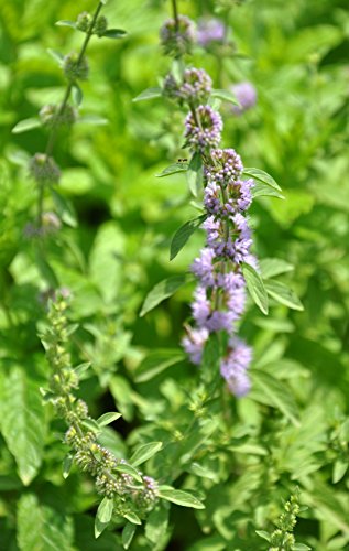 Tulsi wides Basilikum Ocimum canum 50 Samen Tulsi wides Basilikum Ocimum canum 50 Samen von Dixis Samen