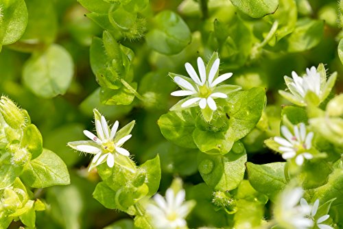 Vogelmiere Stellaria media 200 Samen von Dixis Samen