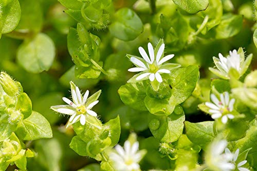 Vogelmiere Stellaria media 500 Samen von Dixis Samen