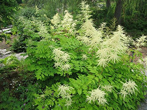 Wald Geissbart Aruncus dioicus 1000 Samen von Dixis Samen