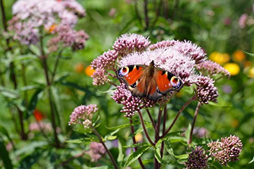 Wasserdost Eupatorium cannabinum 1000 Samen Wasserdost Eupatorium cannabinum 1000 Samen von Dixis Samen