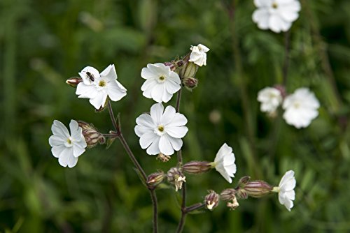 Weiße Lichtnelke Silene latifolia (Silene alba) 1000 Samen von Dixis Samen