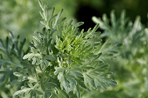 Wermut Artemisia absinthium 1000 Samen von Dixis Samen