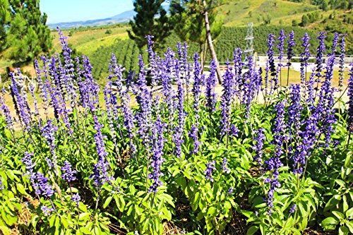 Wiesensalbei Salvia pratensis 50 Samen Wiesensalbei Salvia pratensis 50 Samen von Dixis Samen