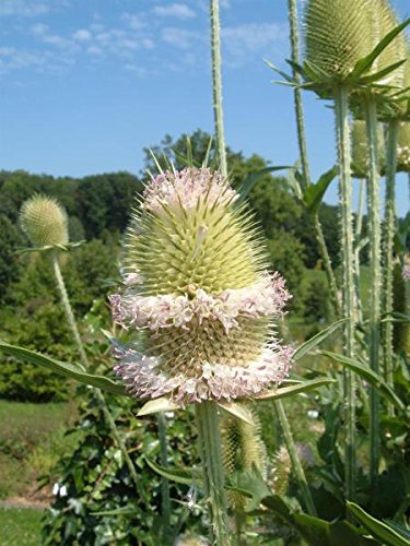 Wilde Karde Dipsacus fullonum 300 Samen von Dixis Samen