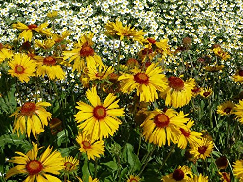 Wilde Kokardenblume Gaillardia aristata (Wildform) 100 Samen von Dixis Samen