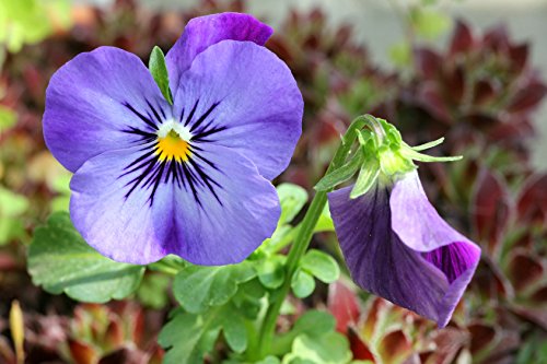 Wildes Stiefmütterchen Viola tricolor 1600 Samen von Dixis Samen