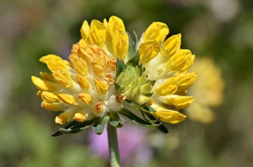 Wundklee Anthyllis vulneraria 100 Samen von HORLAT