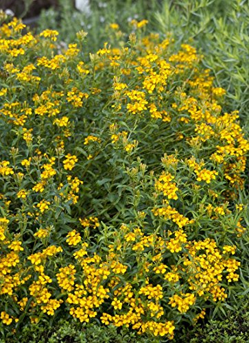 Yauhtli Gewürztagetes Tagetes lucida 10 Samen von Dixis Samen