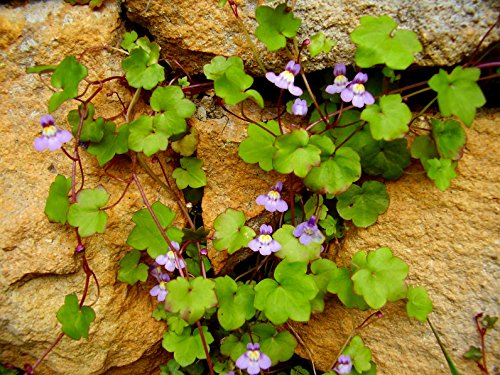 Zimbelkraut Cymbalaria muralis 100 Samen von Dixis Samen