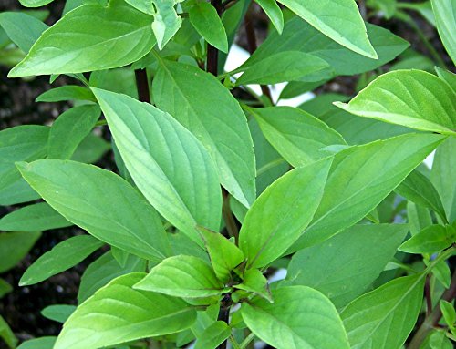 Zitronenbasilikum Thai-Lemonbasilikum Ocimum citriodorum 100 Samen Zitronenbasilikum Thai-Lemonbasilikum Ocimum citriodorum 100 Samen von Dixis Samen
