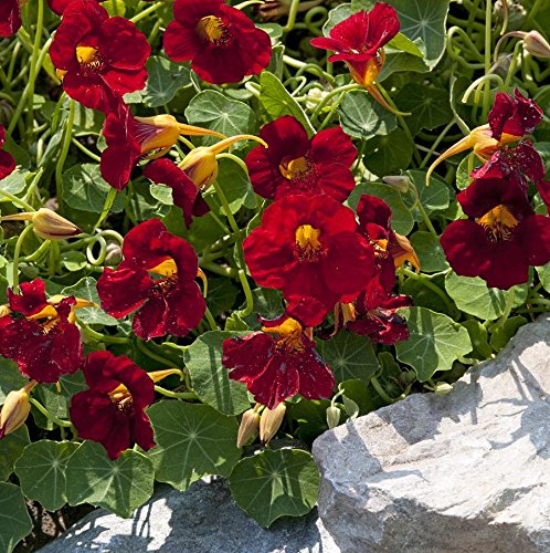 dunkelrote Kapuzinerkresse Tropaeolum majus 'Crimson Emperor' 60 Samen von Dixis Samen