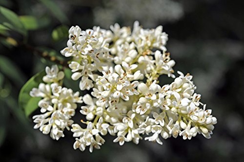 gemeiner Liguster Rainweide Ligustrum vulgare 150 Samen von Dixis Samen