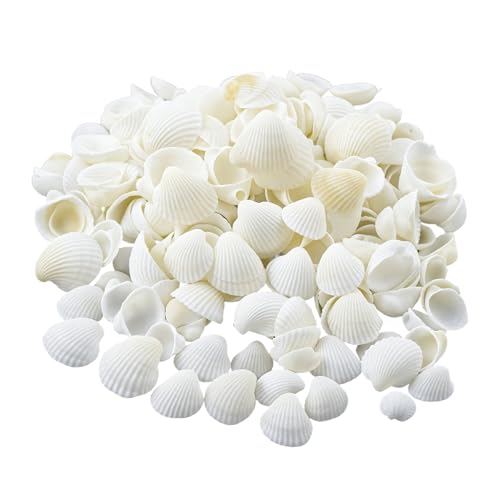 DmDoyy Muscheln Deko, 100 Stück Muscheln 2-3 CM Weiße Kleine Muscheln Zum Basteln, 250g Für DIY Muschelkette Seashells Paint Basteldekoration, VasenfüLler, Fischtank Und Vase Füller von DmDoyy