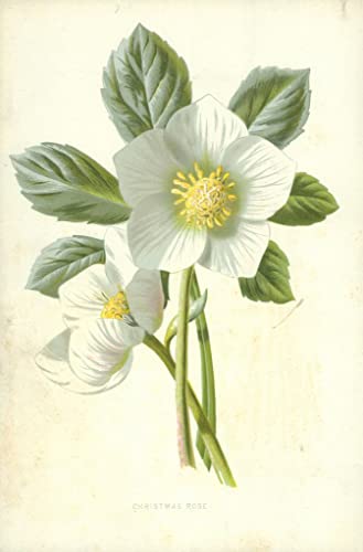 DOeraa Moderne Leinwand Bilde Leinwand Abstrakt Kunstwerk Klassische Malerei Christrose von Frederick Edward Hulme für Bürodekoration 60x90cm von DoerAa