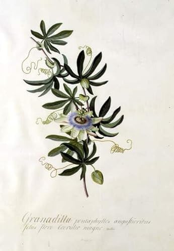 Leinwanddruck Und Poster Wand-Kunst Bild Reproduktion Passionsblume von Georg Dionysius Ehret für Wohnkultur 60x90cm von DoerAa