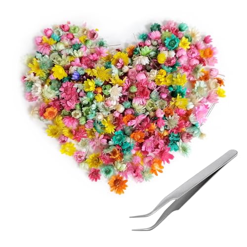 C-114 281 Stück Trockenblumen Getrocknete Blumen Trockenblumen zum Basteln Trockenblumen Deko für Duftkerzen Seifenherstellung DIY Nagelkunst Handyhülle Schmuck Ohrringe Schleierkraut Getrocknet von Dog's Booty