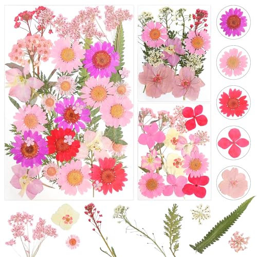 Dog's Booty Gepresste Blumen Getrocknete Blumen Trockenblumen zum Basteln Trockenblumen Klein Getrocknete Blumen Deko für DIY Scrapbooking Kunsthandwerk Schmuck Dekorationen(Rosa), BUI-hg599 von Dog's Booty