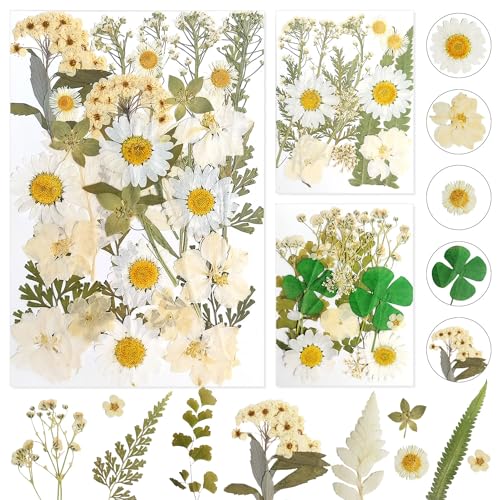 Gepresste Blumen Getrocknete Blumen Trockenblumen zum Basteln Trockenblumen Klein Getrocknete Blumen Deko für DIY Scrapbooking Kunsthandwerk Schmuck Dekorationen(Weiß) von Dog's Booty