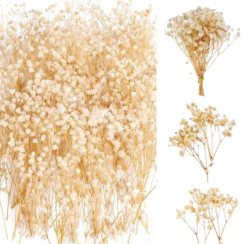 65 Stück Schleierkraut Getrocknet Weiß Schleierkraut Schleierkraut Künstlich Trockenblumen Schleierkraut Natürlich Gypsophila Getrocknete Blumen für Hochzeits Mini Dekoration Wohnkultur DIY von Dog's Booty