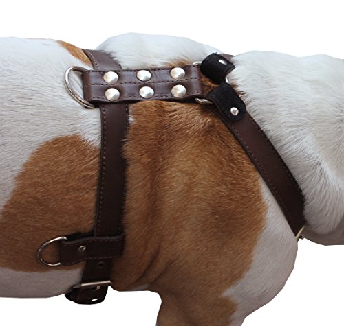 Hundegeschirr aus echtem Leder, Größe M bis L, 63,5 - 81,3 cm Brustumfang, 2,5 cm breite, verstellbare Gurte (braun) von Dogs My Love