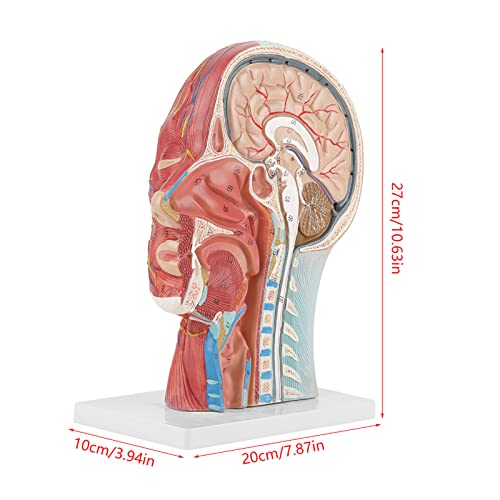 Domary Anatomische Medizinische Lebensgröße Head Brain Model Interne Muskeldy -PVC -Basisschulen Krankenhäuser Unterricht von Domary
