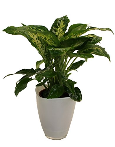 Dieffenbachia mit Dekotopf, weiß, Zimmerpflanzen von Dominik Blumen und Pflanzen