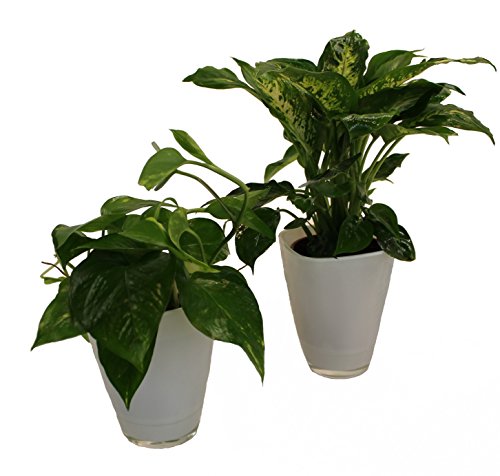 Dominik Blumen und Pflanzen, 891124 Tropic Set, Efeutute Dieffenbachia mit Dekotopf, weiß von Dominik Blumen und Pflanzen