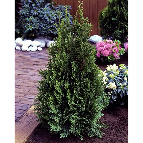 Dominik Blumen und Pflanzen, Abendländischer Lebensbaum, Thuja occidentalis "Smaragd", 40 - 60 cm hoch, 2 - 3 Liter Topf, 2 Pflanzen, immergrün, winterhart, plus 1 Paar Handschuhe gratis von Dominik Blumen und Pflanzen