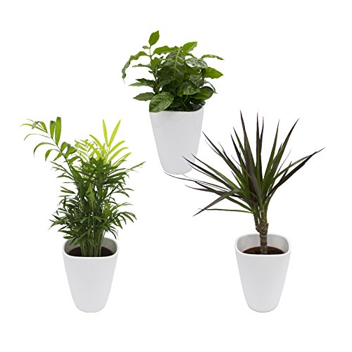 Dominik Blumen und Pflanzen, African-Set, Dracena Marginata, Kaffee-Pflanze mit Zimmerpalme und Dekotopf, weiß von Dominik Blumen und Pflanzen