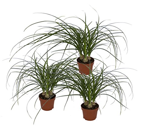 Dominik Blumen und Pflanzen, Blumen Dracena Nolina kleiner Elefantenfuß, 3er Spar-Set, mehrfarbig von Dominik Blumen und Pflanzen