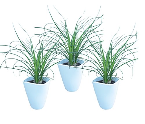 Dominik Blumen und Pflanzen, Blumen Dracena Nolina kleiner Elefantenfuß inklusive Deko-Topf, 3er Spar-Set, mehrfarbig von Dominik Blumen und Pflanzen