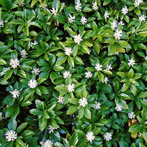 Dominik Blumen und Pflanzen, Dickmännchen, Japanischer Ysander, Pachysandra terminalis, 20 Pflanzen, immergrün, Schattenpflanzen, Bodendecker, winterhart, plus 1 Paar Handschuhe gratis von Dominik Blumen und Pflanzen