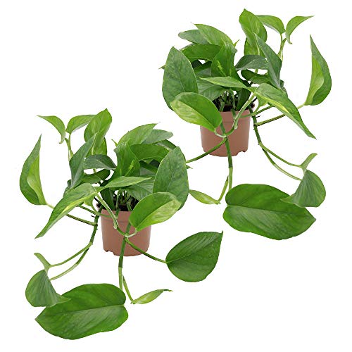 Dominik Blumen und Pflanzen, Efeutute, Epipremnum aureum, 2 Pflanzen, Zimmerpflanzen, rankend, Ampelpflanzen von Dominik Blumen und Pflanzen