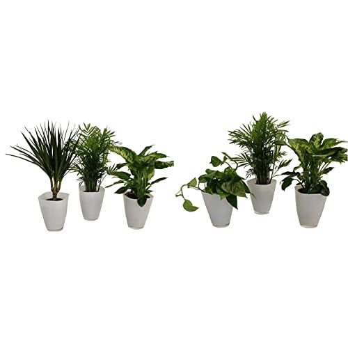 Dominik Blumen und Pflanzen, Fresh-Air-Trio, Dracena Marginata, Zimmerpalme mit Dieffenbachia und Dekotopf, weiß &, Tropic-Trio, Efeutute Zimmerpalme mit Dieffenbachia und Dekotopf, weiß von Dominik Blumen und Pflanzen