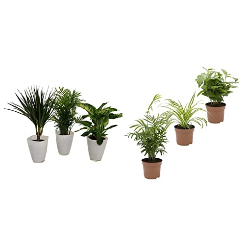 Dominik Blumen und Pflanzen, Fresh-Air-Trio &, Indoor-Trio - Kaffee-Pflanze Coffea arabica, Grünlilie Chlorophytum comosum und Zimmerpalme Chamaedorea, Zimmerpflanzen, Kübelpflanzen von Dominik Blumen und Pflanzen