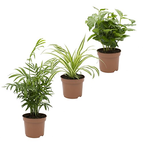 Dominik Blumen und Pflanzen, Indoor-Trio - Kaffee-Pflanze Coffea arabica, Grünlilie Chlorophytum comosum und Zimmerpalme Chamaedorea, Zimmerpflanzen, Kübelpflanzen von Dominik Blumen und Pflanzen