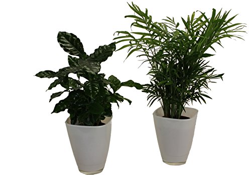Dominik Blumen und Pflanzen, Kaffee mit Zimmerpalmen-Duo und Dekotopf, weiß Dominik Blumen und Pflanzen, Kaffee mit Zimmerpalmen-Duo und Dekotopf, weiß von Dominik Blumen und Pflanzen