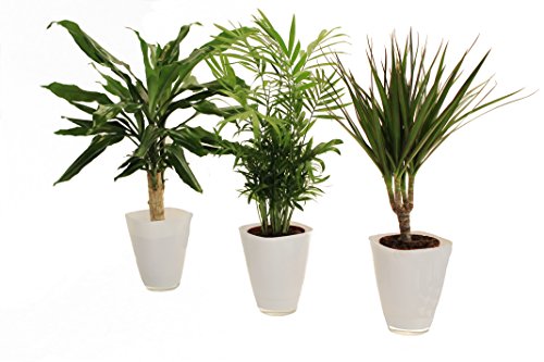 Dominik Blumen und Pflanzen, Palmen-Set, Dracena fragans, Zimmerpalme, Marginata und Dekotopf, weiß von Dominik Blumen und Pflanzen