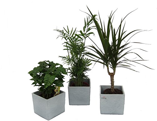 Dominik Blumen und Pflanzen, Pflanzen Africa Trio, Kaffee-Pflanze, Zimmerpalme und Dracena Marginata mit scheurich Würfel grau 3-er Set, mehrfarbig von Dominik Blumen und Pflanzen