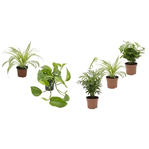 Dominik Blumen und Pflanzen, Rankpflanzen-Set, grünlilie und Efeutute & Indoor-Trio - Kaffee-Pflanze Coffea arabica, Grünlilie Chlorophytum comosum und Zimmerpalme Chamaedorea, Zimmerpflanzen von Dominik Blumen und Pflanzen