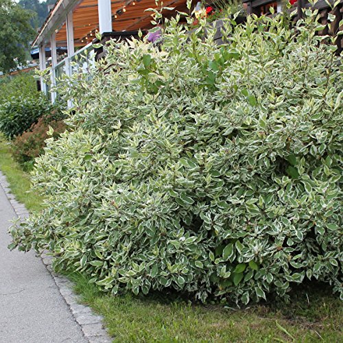 Dominik Blumen und Pflanzen, Sibirischer Hartriegel, Cornus alba "Sibirica", 1 Pflanze, 30 - 40cm hoch, 3 Liter Topf, winterhart, plus 1 Paar Handschuhe gratis von Dominik Blumen und Pflanzen