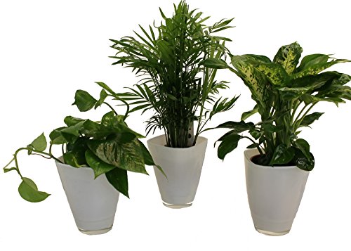 Dominik Blumen und Pflanzen, Tropic-Trio, Efeutute Zimmerpalme mit Dieffenbachia und Dekotopf, weiß von Dominik Blumen und Pflanzen