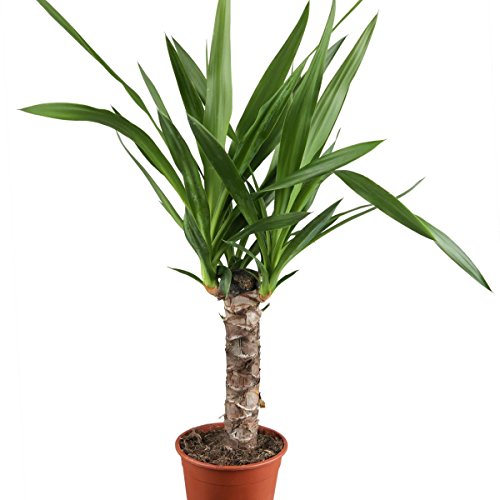 Dominik Blumen und Pflanzen, Yucca - Palme, Palm - Lilie, Yucca elephantipes, 11 cm Topf, 30 - 50 cm hoch, Zimmerpflanzen, Kübelpflanzen von Dominik Blumen und Pflanzen