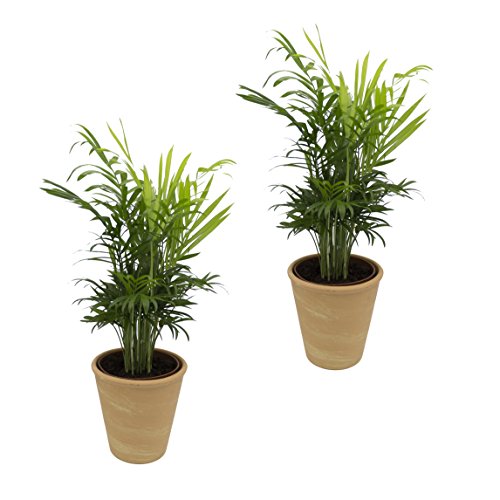 Dominik Blumen und Pflanzen, Zimmerpalmen-Duo - 2 Chamedorea-Palmen - mit terrakottafarbenem Dekotopf, ca. 20 - 30 cm hoch von Dominik Blumen und Pflanzen