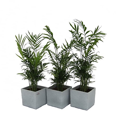 Dominik Blumen und Pflanzen, Zimmerpflanzen 3er Set Zimmerpalmen im Scheurich Würfel-Topf grau-stone, circa 14 x 14 x 14 cm, grün von Dominik Blumen und Pflanzen
