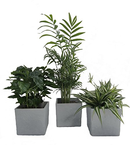 Luftrein Zimmerpflanzen Mix im Scheurich Würfelumtopf grau-stone, 14x14cm, 3 Pflanzen + 3 Umtöpfe von Dominik Gartenparadies