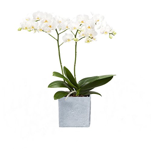 Dominik Blumen und Pflanzen, Zimmerpflanzen Orchidee, Phalaenopsis, weiß blühend, 2 triebig 1 Pflanze und 1 Scheurich Übertopf, grau / stone / weiß von Dominik Blumen und Pflanzen