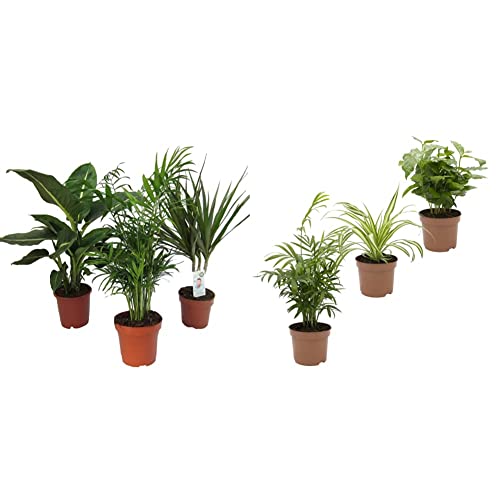 Dominik Blumen und Pflanzen, Zimmerpflanzen Set aus 1x Diefenbachie & Indoor-Trio - Kaffee-Pflanze Coffea arabica, Grünlilie Chlorophytum comosum und Zimmerpalme Chamaedorea von Dominik Blumen und Pflanzen